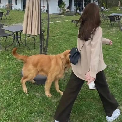 阿洛伊丝